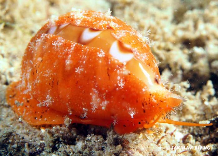 Night dive in Nosy Be Madagascar